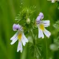 Euphrasia officinals Euphrasia officinals