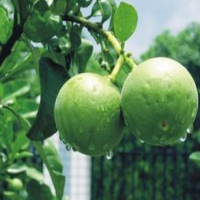Exocarpium Citri Rubrum Extract Exocarpium Citri Rubrum Extract