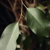 Ficus Microcarpa Extract Ficus Microcarpa Extract