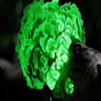 Fluorescein Fluorescein