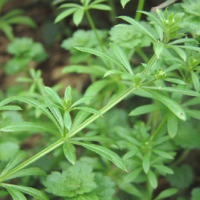 Galium Aparine Extract