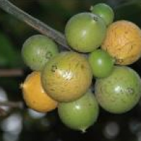 Garcinia Combogia Extract Garcinia Combogia Extract