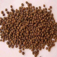 Garden Balsam Seed Extract