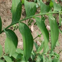 Giant Typhonium Rhizome Extract Giant Typhonium Rhizome Extract