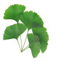 Gingko Biloba Extract Gingko Biloba Extract