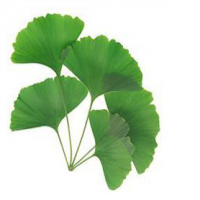 Gingko Biloba Extract