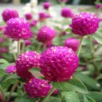 Globe Amaranth Flower Extract