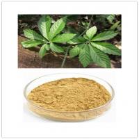 Gynostemma Pentaphyllum Extract