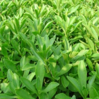 Gynura Procumbens Extract