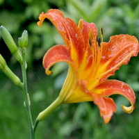 Hemerocallis Fulva Extract Hemerocallis Fulva Extract