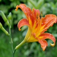 Hemerocallis Fulva Extract