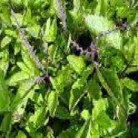 Holy Basil Holy Basil