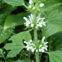 Horehound Extract