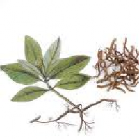 Ipecauanha Ipecauanha