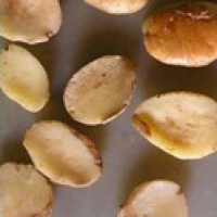 Irvingia Gabonensis Seed Extract Irvingia Gabonensis Seed Extract