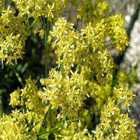 Isatis Tinctoria Extract