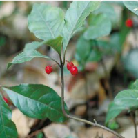 Japanese Ardisia Herb Extract