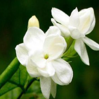 Jasmine P.E. Jasmine P.E.