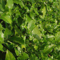 Jasminum Amplexicaule Extract