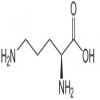 L-Ornithine L-Ornithine