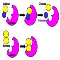Lactose Enzyme Lactose Enzyme