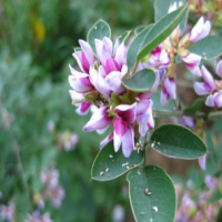 Lespedeza Extract