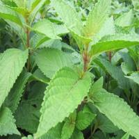 Linearstripe Rabdosia Herb Extract