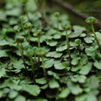 Liverwort Extract