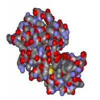 Lysozyme