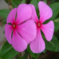 Madagascar Periwinkle Herb Extract