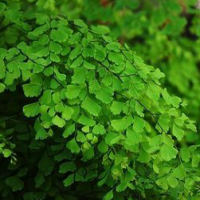 Maidenhair Fern Extract