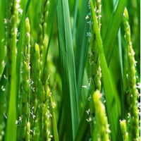 Malt Extract Malt Extract