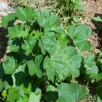 Malva Verticillata Extract