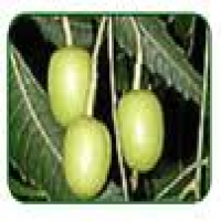 Margosa fruit extract