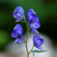 Monkshood Extract