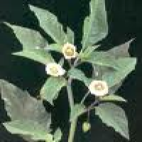 Mullaca whole herb Mullaca whole herb