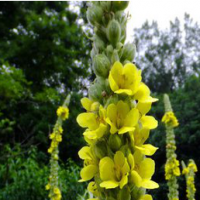 Mullein Extract