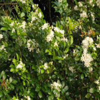 Murraya Paniculata Extract