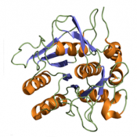 Nattokinase Nattokinase