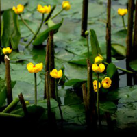 Nuphar Pumilum P.E.