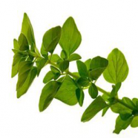 Oregano Extract