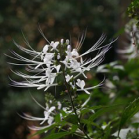 Orthosiphon Extract Orthosiphon Extract