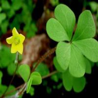 Oxalis corniculata Extract