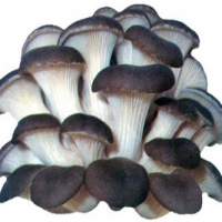 Oyster Mushroom Extract