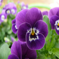 Pansy Extract Pansy Extract