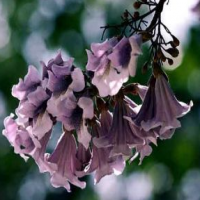 Paulownia Leaf Extract