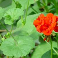 Pelargonium Extract