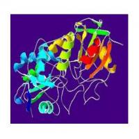 Peroxidase