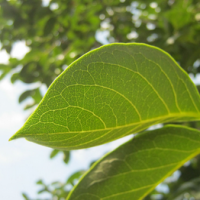 Persimmon Extract