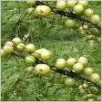 Phyllanthus embilica fruit extract